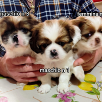 Cuccioli amorevoli adatti anche per i bambini