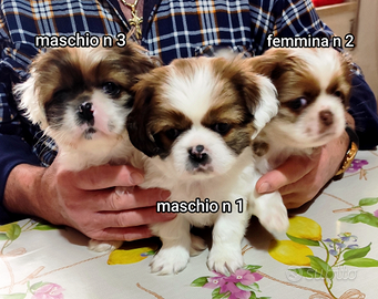 Cuccioli amorevoli adatti anche per i bambini