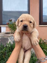 Cuccioli di Labrador retriever con Pedigree Enci