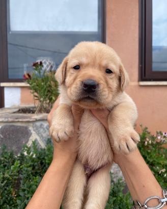 Cuccioli di Labrador retriever con Pedigree Enci
