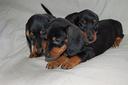 bassotto-maschio-nero-nano