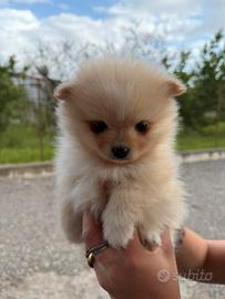 Spitz pomerania mini toy