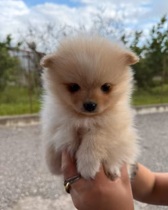 Spitz pomerania mini toy