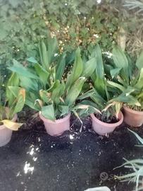 aspidistra