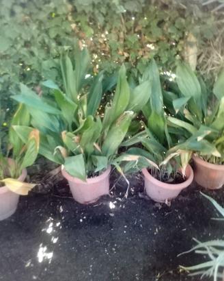 aspidistra