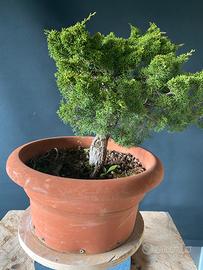 Bonsai prebonsai