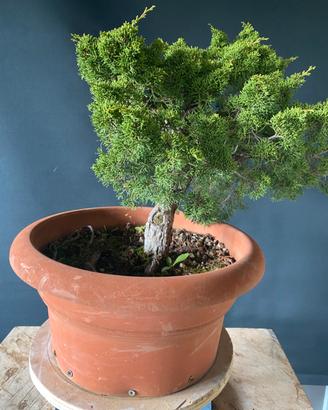 Bonsai prebonsai