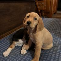 Cucciolina di due mesi in foto