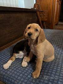 Cucciolina di due mesi in foto