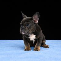 Cucciolo di bulldog francese