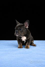 Cucciolo di bulldog francese