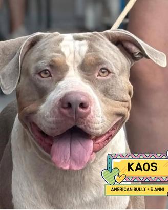 KAOS american bully 3 anni in adozione