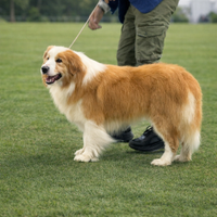 Stupendo stall0ne border collie