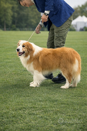 Stupendo stall0ne border collie