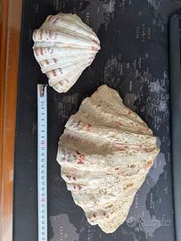 Conchiglia Tridacna Hippopus Hippopus