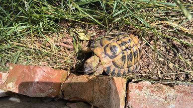 Tartarughe da terra