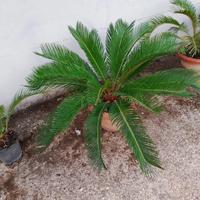 Pianta cycas