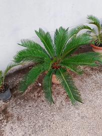 Pianta cycas