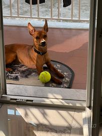 Pinscher nano per accoppiamento