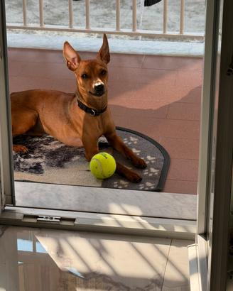 Pinscher nano per accoppiamento