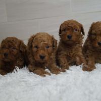 Barboncino toy /nano