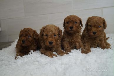 Barboncino toy /nano