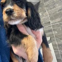 Cuccioli di cocker spaniel con Pedigree ENCI