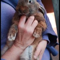 Conigli Leprini Viterbesi In Purezza