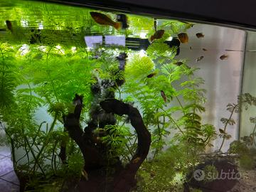 Avannotti di Platy