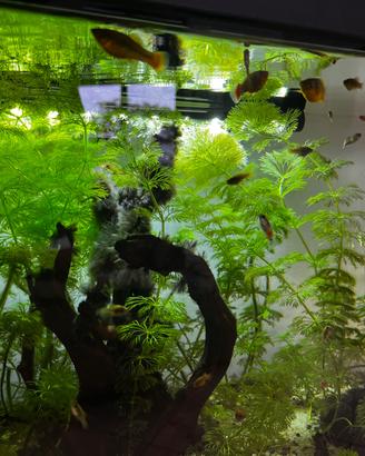 Avannotti di Platy