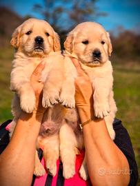 Cuccioli di Golden Retriver - Allevamento Ric.ENCI