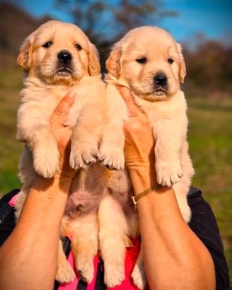Cuccioli di Golden Retriver - Allevamento Ric.ENCI