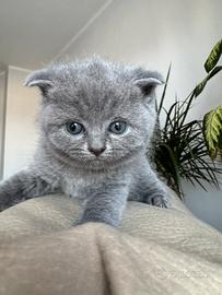 Gattini di scottish straight