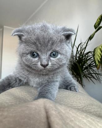 Gattini di scottish straight