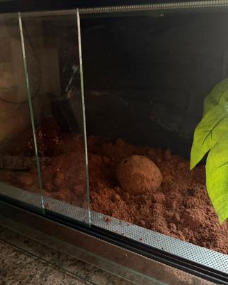 Teca per animali esotici