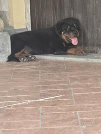 Cuccioli Rottweiler