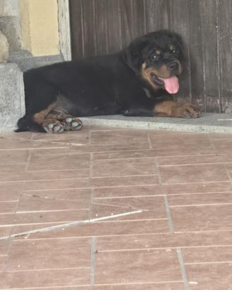 Cuccioli Rottweiler