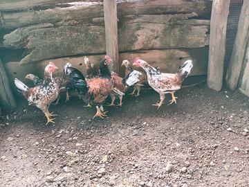Galletti e gallinelle taglia piccola 