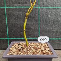 Bonsai di Salice Contorto (Salix matsudana) 160