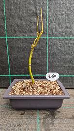 Bonsai di Salice Contorto (Salix matsudana) 160