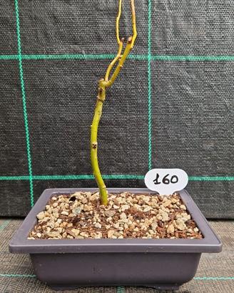 Bonsai di Salice Contorto (Salix matsudana) 160