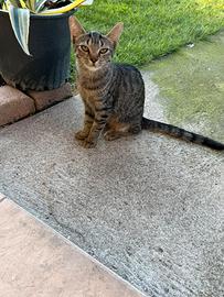 Gattina (incrocio bengala X certosino)