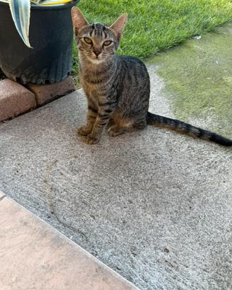 Gattina (incrocio bengala X certosino)