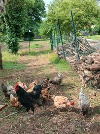 Galline ovaiole