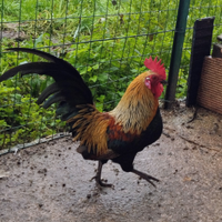 Coppia di olandesi nane