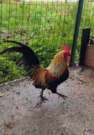 Coppia di olandesi nane