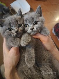 Micini cuccioli gattini British shorthair