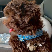 BARBONCINO TOY - BARBONCINI NANI CUCCIOLI nutella