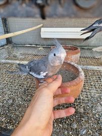Calopsita allevata a mano maschio
