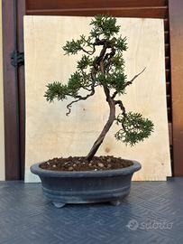 Bonsai Ginepro kishu